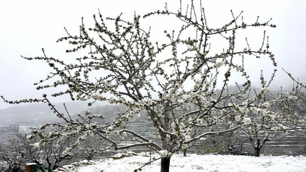 Cerezos en flor cubiertos por la nieve en Tornavacas (Cáceres)