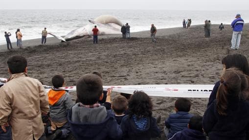 Qué es el enorme bulto en la cabeza de la ballena varada en Chile