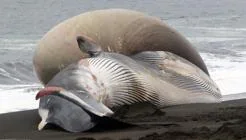 Qué es el enorme bulto en la cabeza de la ballena varada en Chile