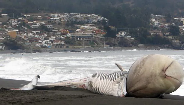 Decenas de personas observan una ballena muerta en las costas de Pelluhue (Chile). La ballena, con extraña protuberancia en su cabeza, se varó y fue encontrada por grupo de turistas