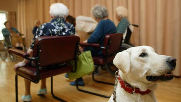 «Nido vacío»: ponga una mascota en su vida