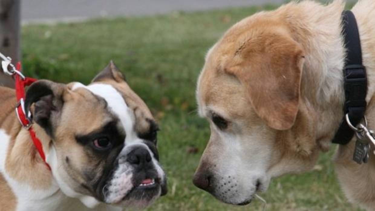 Educar a los perros debe ser una premisa imprescindible para regular su comportamiento