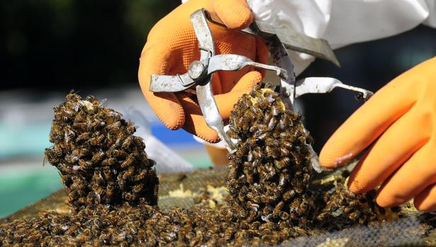 Un hombre fallece en Mijas (Málaga) tras sufrir picaduras masivas de abejas