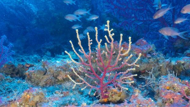 Comunidad de coralígeno con gorgonias y grupo de peces tres colas en las montañas submarinas de Baleares