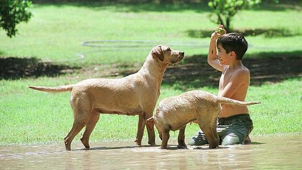 Consejos para evitar que tu perro sufra con las altas temperaturas que se vienen