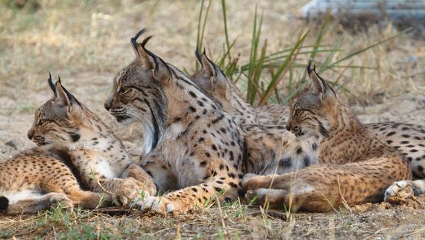 Capturado uno de los dos linces extraviados tras la evacuación por el incendio de Doñana 