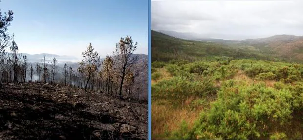 El monte Pindo, tras ser pasto de las llamas en 2006 (izq.), y en la actualidad