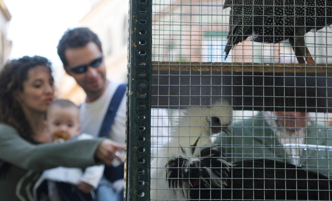 Venta de aves en el mercadilo