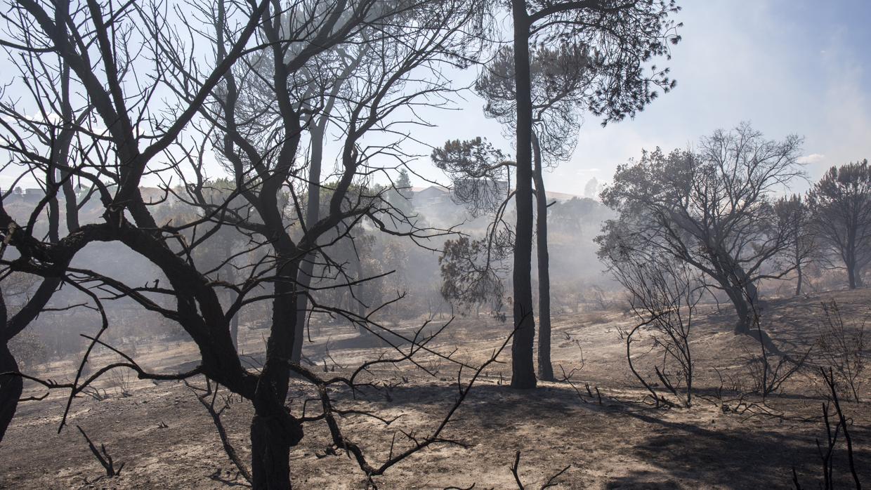 Imagen de una de las zonas afectadas por el fuego