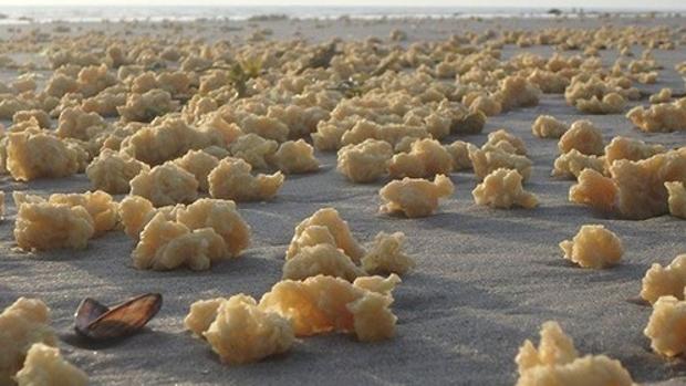 Esponjas amarillas que han surgido en la costa del norte de Francia.