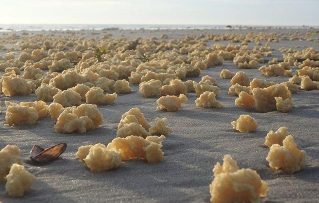 Esponjas amarillas que han surgido en la costa del norte de Francia.