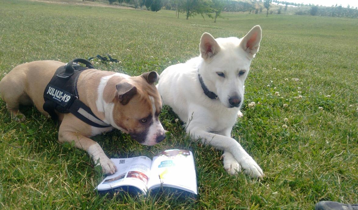 Dos perros en los alrededores del IFEMA