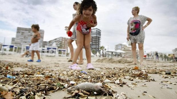 Una niña observa una rata muerta en la playa