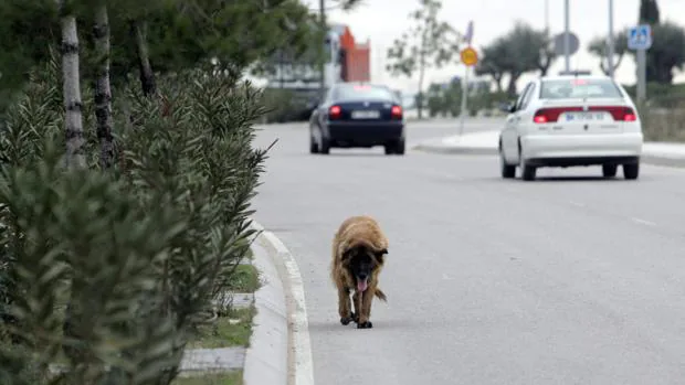 Un perro vagando por la carretera