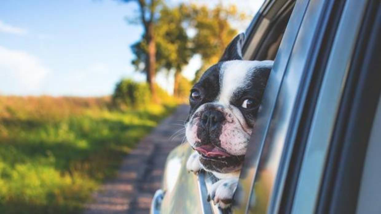 Con la llegada de las vacaciones son muchas las familias con perro que no quieren separarse de ellos