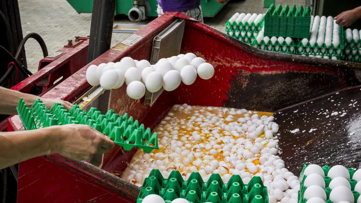 Los siete países implicados desechan en masa partidas de huevos contaminados