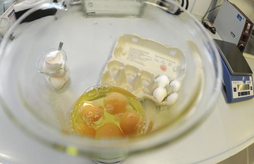 Los huevos contaminados son examinados en un laboratorio de Erlangen, Alemania