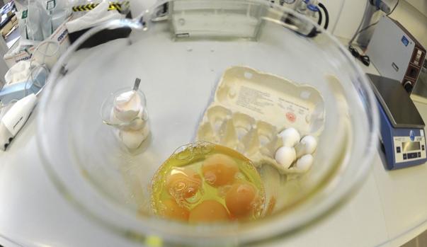 Francia reconoce la venta de huevos contaminados pero descarta peligro humano