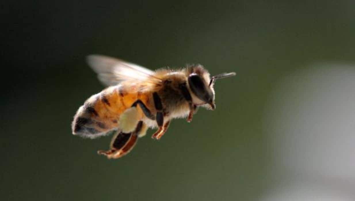 Una abeja regresando a su colmena en Urbana, Illinois (EEUU)
