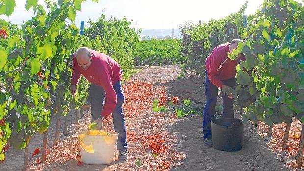 El cambio climático altera el color y la acidez del vino