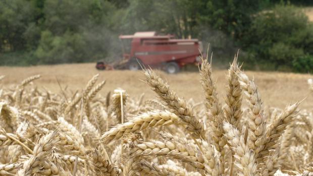 Cereales y frutales, en estado crítico por el calor y la sequía