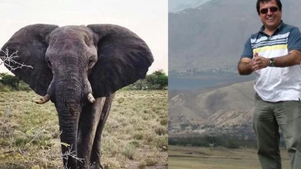 Un cazador argentino muere tras ser pisoteado por un elefante en Namibia