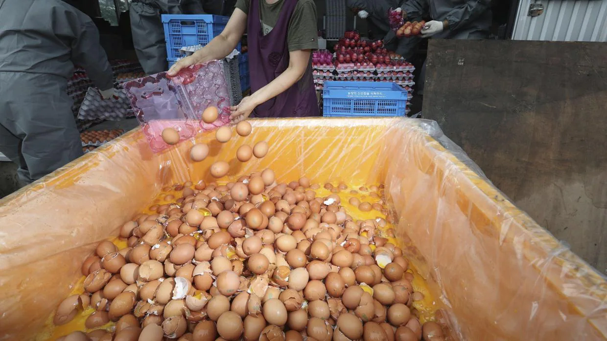 Trabajadores desechan kilos de huevos contaminados por fipronil