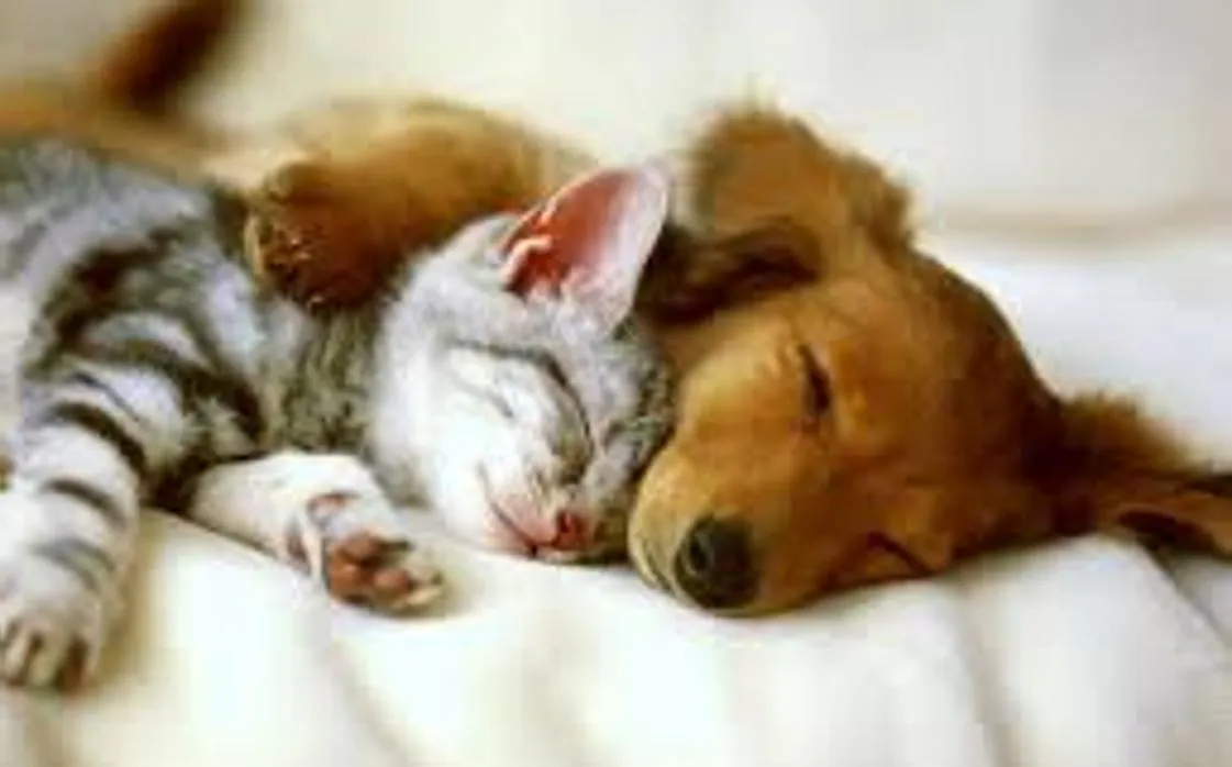 Un cachorro de perro y otro de gato duermen juntos