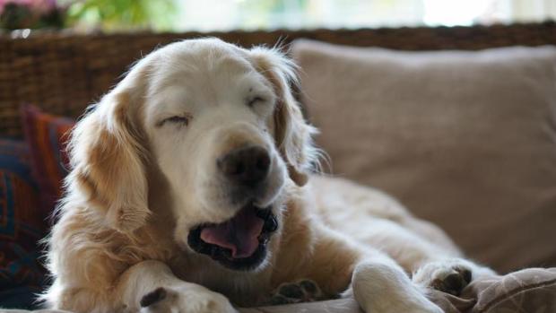 Los problemas de las mascotas tras el verano