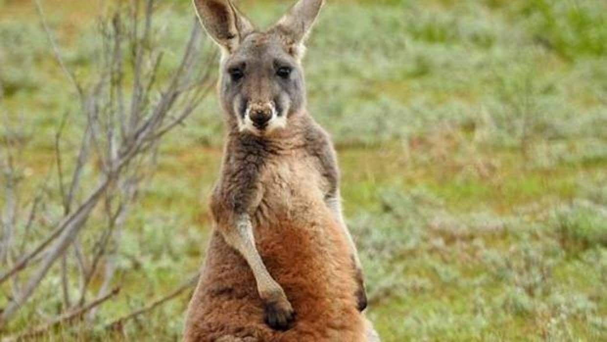 A la caza del canguro en Australia