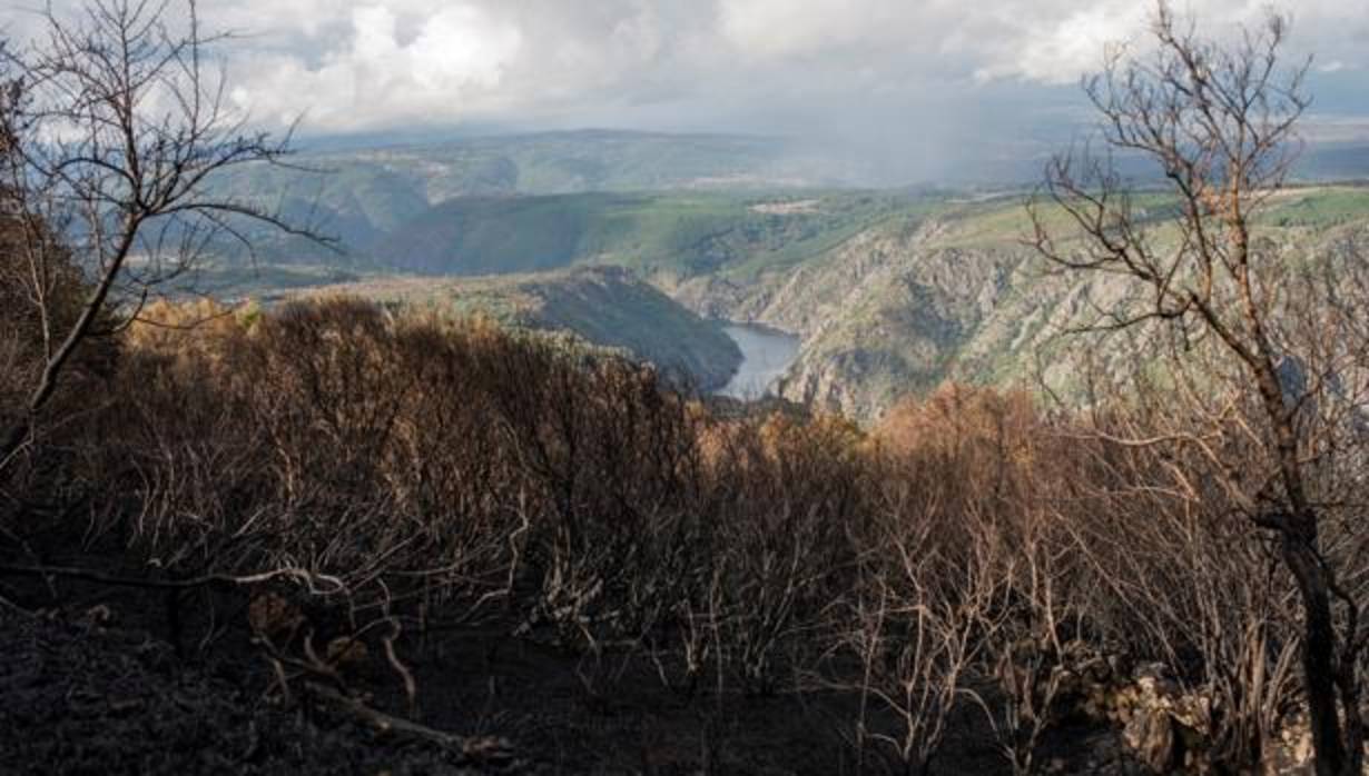 La Xunta de Galicia ha avanzado que, según las primeras estimaciones, han ardido aproximadamente 35.500 hectáreas en la ola de incendios que comenzó el pasado fin de semana, una extensión que es más del doble de lo quemado en los primeros nueves meses de año