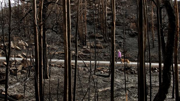 Mafias que queman el monte o la recalificación de terrenos quemados, tópicos sobre los incendios