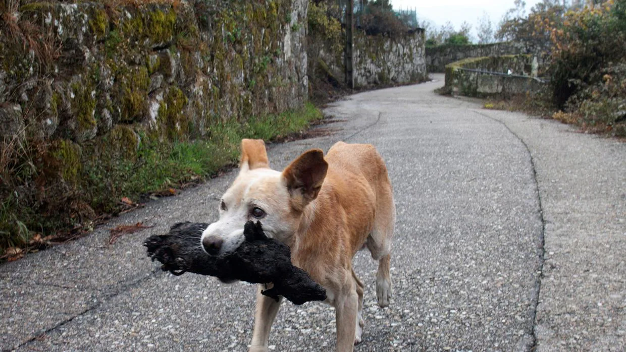 Una perra traslada los restos de un animal carbonizado