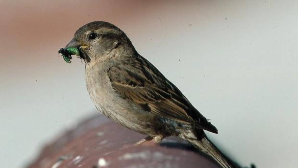 Gorrión con insecto