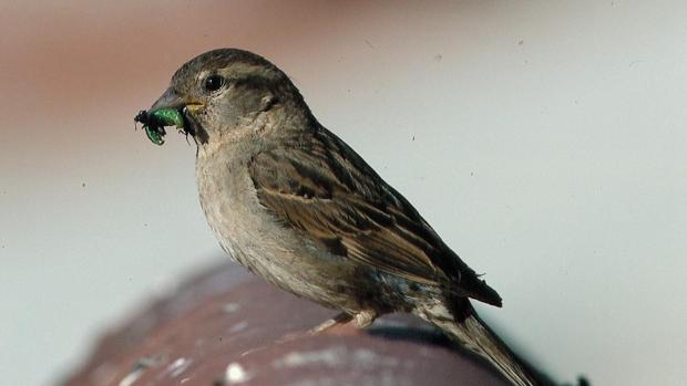 El número de aves comunes en declive se ha triplicado en los últimos 10 años