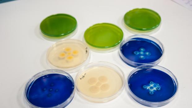 El compuesto que domestica «superbacterias» y las hace vulnerables a antibióticos