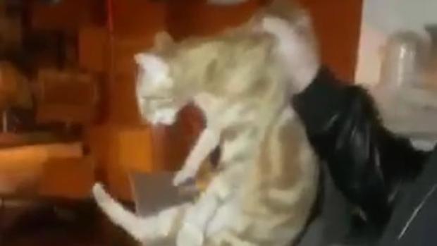 La Guardia Civil investiga un vídeo en el que un menor lanza a un gato desde un segundo piso en Málaga