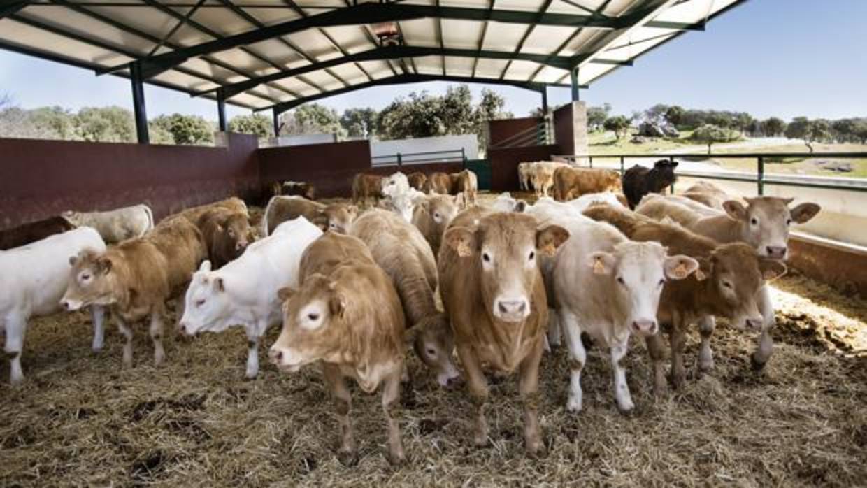 La OMS pide limitar el uso de antibióticos en los animales consumidos por el hombre