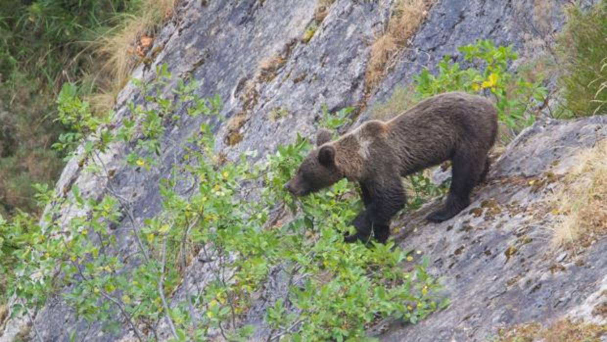 La sequía y las heladas tardías pueden provocar que el oso hiberne o tenga un sueño invernal muy breve