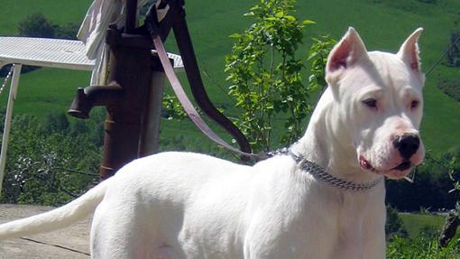 Dogo Argentino