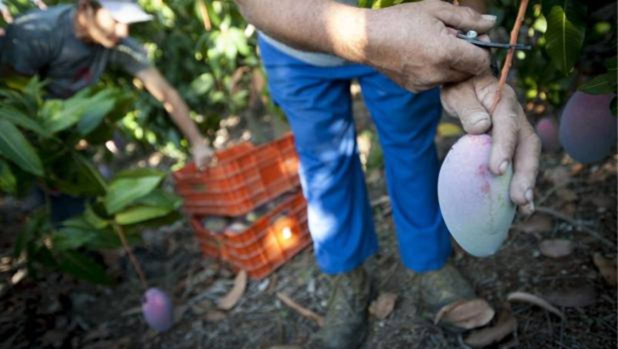 Rcogida de mango en campos de la Axarquía