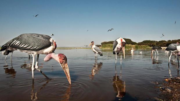 Repartimos cepillos de dientes entre etíopes