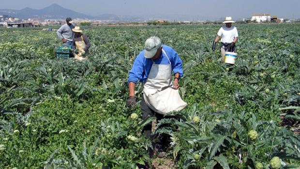 Alertan del «efecto cóctel» de los pesticidas en frutas y verduras