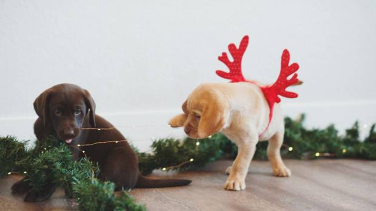 Estas precauciones debes tomar con tus mascotas en Navidad