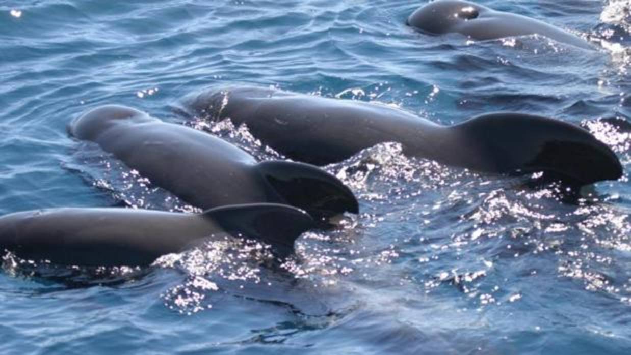 Victoria internacional para los cetáceos del Mediterráneo