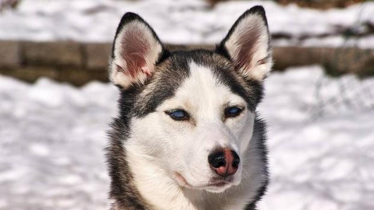 Alertan del abandono de perros husky comprados por fans de «Juego de Tronos»