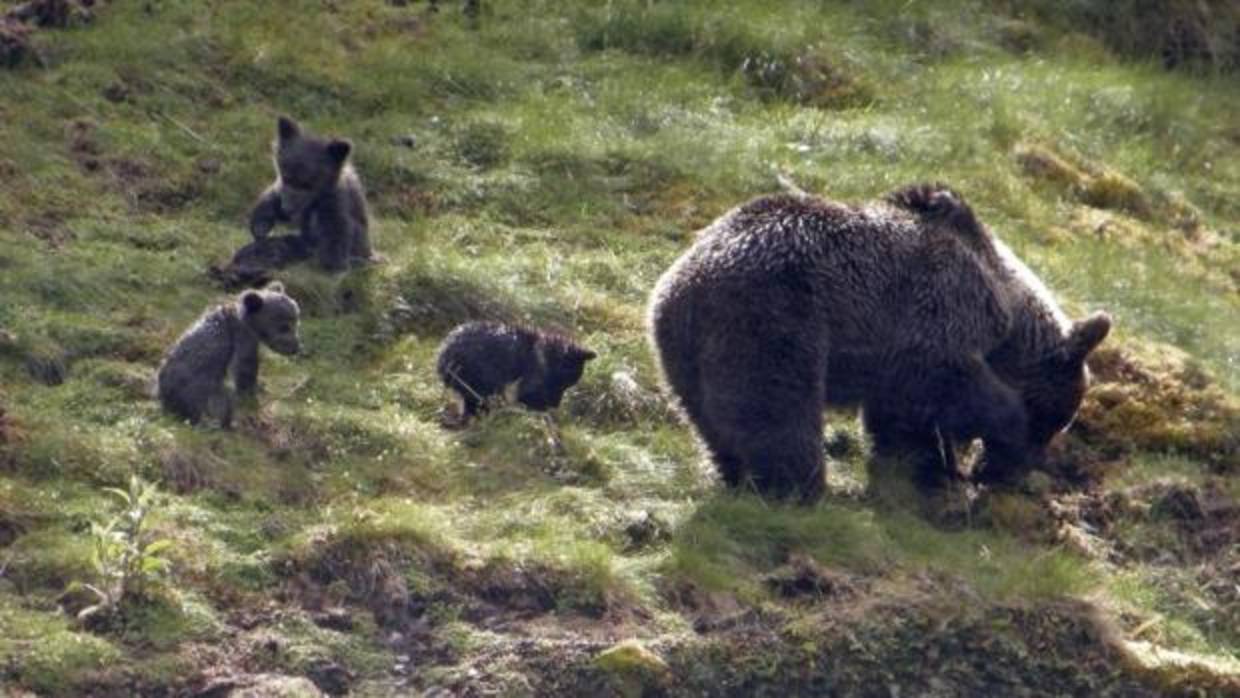 Un oso pardo vaga libremente por Liébana «como un vecino más»