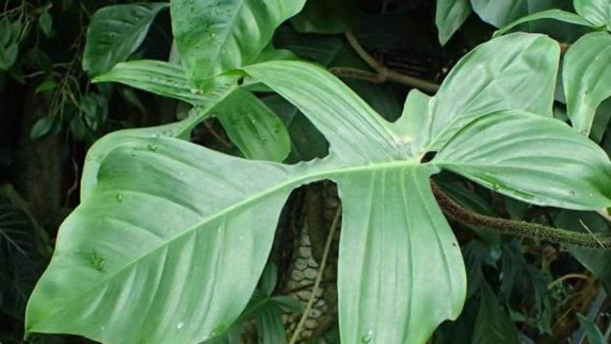 Chondodendron tomentosum (una liana) fuente de la d-tubocurarina, principio activo del «curare», término que deriva de «ourari», usado en las tribus que vivían en la actual Venezuela.