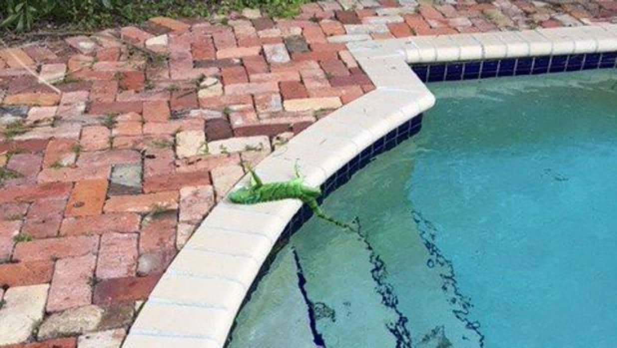 Una iguana congelada yace junto a una piscina en el estado Florida