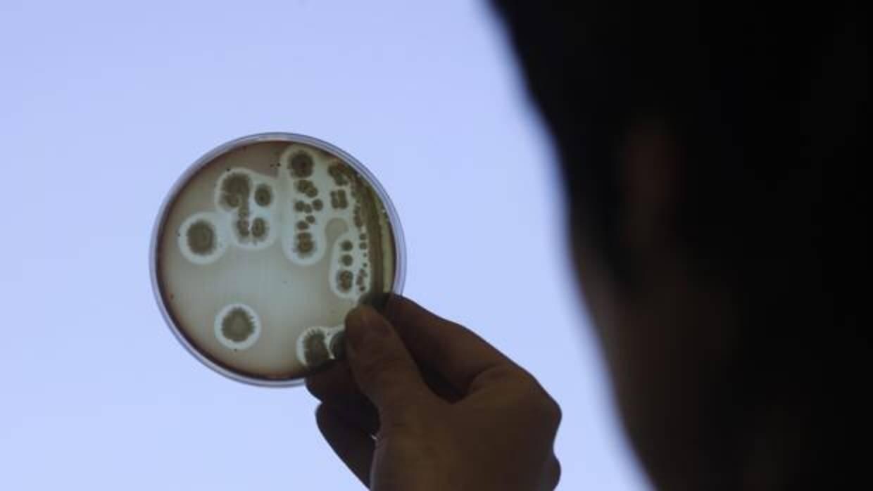 Un investigador observa un cultivo de la bacteria Escherichia coli